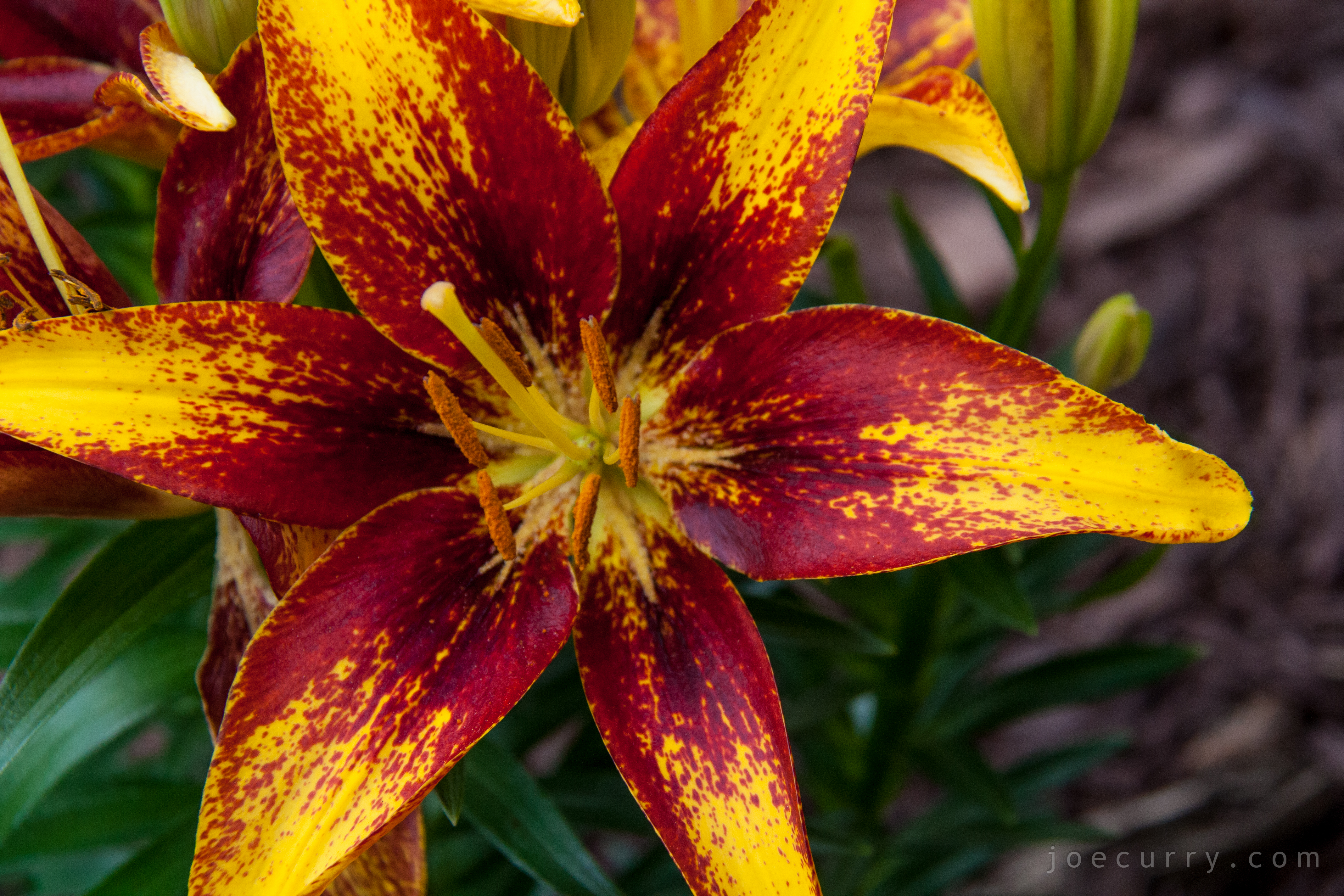 Maroon & Gold Lily